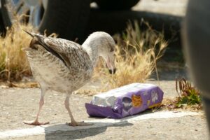 seagull, bird, fauna-4401424.jpg